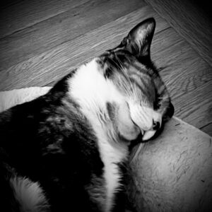 Read more about the article insomnia