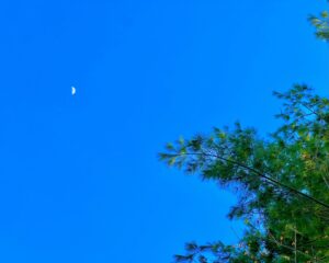 Read more about the article fable