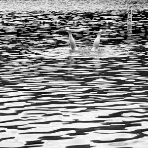 Read more about the article swim